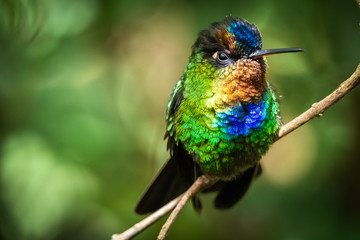 Hummingbird / colibri. Fiery throated hummingbird with its beautiful rainbow colored plumage, San Gerardo de Dota, Costa Rica © Jeroen