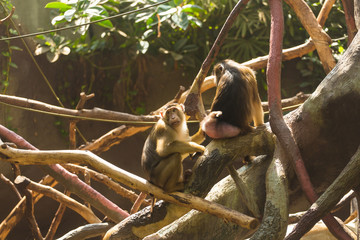 Funny bored monkeys sitting on the branches of a spreading tree and bored on a sunny warm summer day. Concept of animal life in a zoo and in captivity. Animal protection concept.