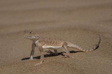 Allphotokz Lizard 20160810 3165 D810