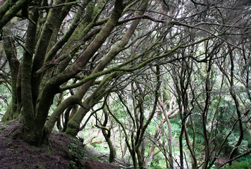 Fototapeta na wymiar trees in the rain forest of el Hierro