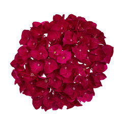 Top view of reddish /dark pink Hortensia flower, isolated on white background.