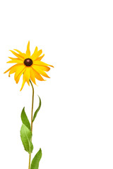 Yellow flower. Flower of Rudbeckia isolated on white background.