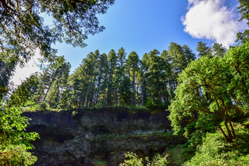 Fototapeta premium Pacific Northwest Forest and Coast Landscape Beauty