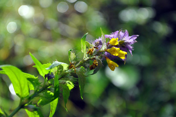 Flowering Wood Cow-wheat in meadow. Forest flowers.