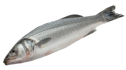 Seabass isolated on white background, clipping path, full depth of field