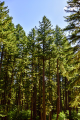 Pacific Northwest Forest and Coast Landscape Beauty