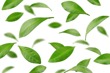 Falling Citrus leaf, lemon, grapefruit, orange, lime, kumquat, isolated on white background,...