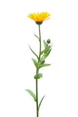 Marigold flower calendula officinalis isolated on white background. Blooming orange garden flower.
