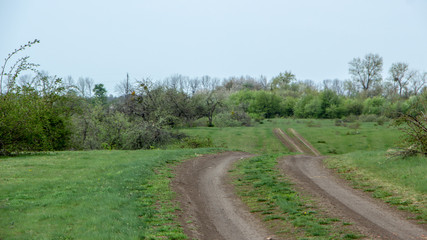 Magnificent landscape of the summer green meadow, at dawn.