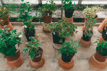 Jungle plants (home jungle) in the greenhouse. Tropical plants in the botanical garden.