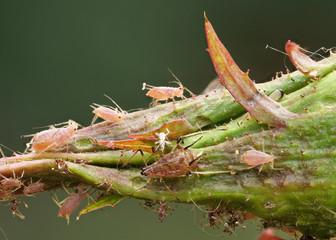 Große Rosenblattlaus, Macrosiphum rosae, auf einer Rosenknospe