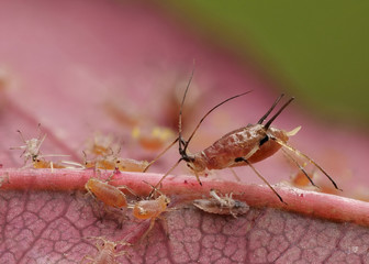 Eine Große Rosenblattlaus, Macrosiphum rosae, auf einem roten Blatt, mit Textfreiraum
