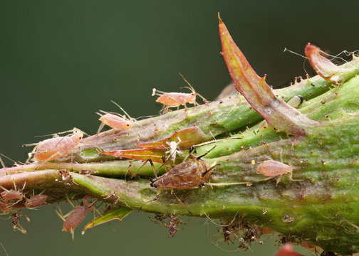 Gro&szlig;e Rosenblattlaus, Macrosiphum rosae, auf einer Rosenknospe