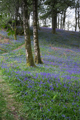 footpath in the woods with bluebells