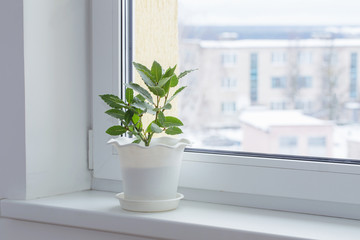 green plants on the windowsill in winter