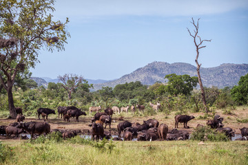 African buffalo in Kruger National park, South Africa