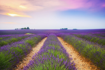 close up of lavender field blooming	