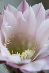 Fototapeta premium Long-awaited cactus flower.