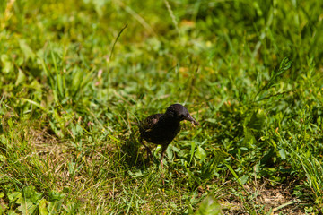 Photo of a small black bird sitting on a branch of a tree.Bird photography of a baby bird.Beautiful black bird waiting for its partner on a tree photo.