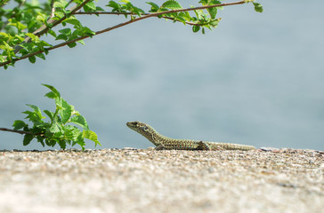 The little lizard basks in the sun.