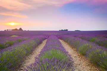 colorful fields of lavender in blossom at valensole, France