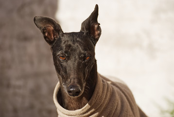 Beautiful galgo outdoor in winter