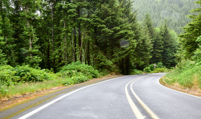 Empty Road Through the Pacific Northwest Wooded Forest