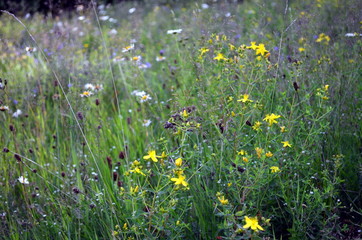 Hintergrund Sommerwiese