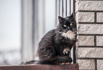 A black and white furry cat sitting on a railing by a brick wall.