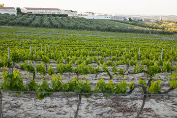 paisaje de viñedos para hacer vino en europa