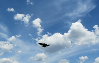 A dove flies in the sky on clouds background