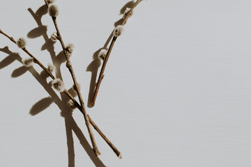 Dry pussy-willow branch on dusty grey background. Flat lay, top view minimal neutral floral composition.