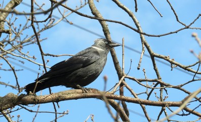 Jackdaw on tree branch against blue sky in winter season