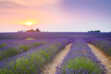 colorful fields of lavender in blossom at valensole, France
