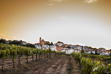 Fototapeta na wymiar paisaje de viñedos para hacer vino en europa