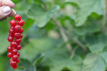 Juicy fresh ripe berries of a red currant on a branch, closeup, soft focus. Berries redcurrant with leaves on a light green background.Growing Organic Berries.
