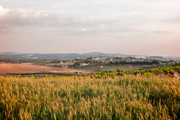 paisaje de viñedos para hacer vino en europa