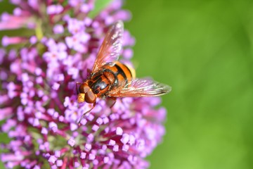Hornet Hover fly,Volucella zonaria, feedding on buddleia blossom , mimicing a hornet