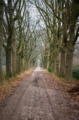 Dirt road near Sint Oedenrode, The Netherlands, lined with bare trees