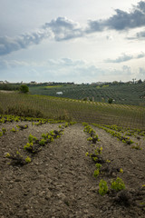 paisaje de viñedos para hacer vino en europa