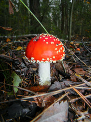 poisonous red mushroom fly agaric in the mixed autumn forest
