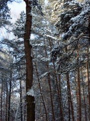 forest in winter
