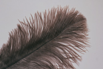 Single ostrich feather on white background.