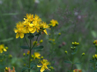 Johanniskrautblüten