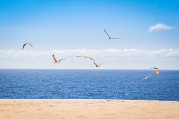 Natural landscape with birds flying over the dunes, blue sky with clouds near El Corralejo Fuerteventura Canary Island. Summer exotic vacation postcard from tropical islands in the ocean Panorama view