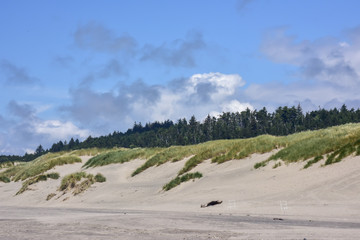 Fototapeta na wymiar Summer on the Sandy Beach of the Pacific Northwest