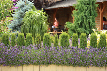 Fototapeta premium Fioletowa lawenda, kwiaty, przycięte krzewy i ludzie przed restauracją.