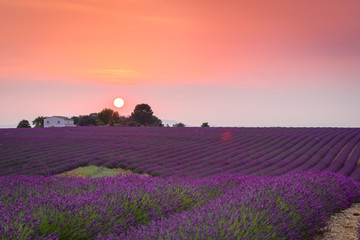 Obraz na płótnie Canvas close up of lavender field blooming 