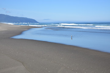 Summer on the Sandy Beach of the Pacific Northwest