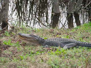 Big alligator on ground near water